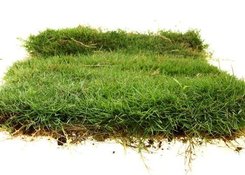 Isolated Grass Patch with Roots on White Foto stock