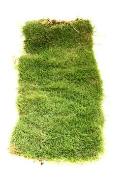 Isolated Grass Patch with Roots on White Foto stock