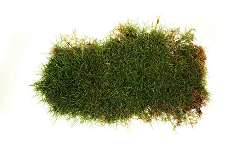 Isolated Grass Patch on White Foto stock