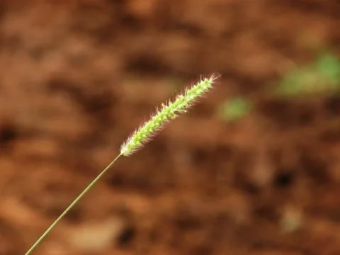 Isolated grass Photos