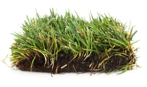 Isolated Grass Foto stock