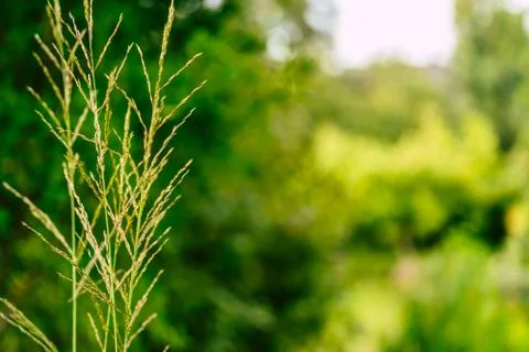 Isolated Grass Stalks With Blurred Background and Free Space for Text Stockfoto's