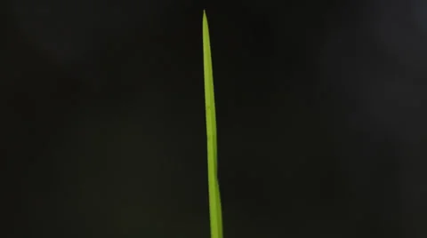 Isolated grass in wind Stock Footage 39947825