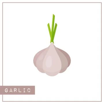 Isolated gray garlic memory training card Stock Illustration