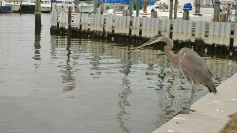 Isolated great blue gray heron perched on two legs on the edge of a metal concre Stock Footage 291338188