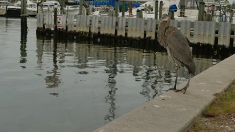 Isolated great blue gray heron perched on two legs on the edge of a metal concre Stock Footage 291338650