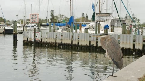 Isolated great blue gray heron perched on two legs on the edge of a metal concre Stock Footage 291338675