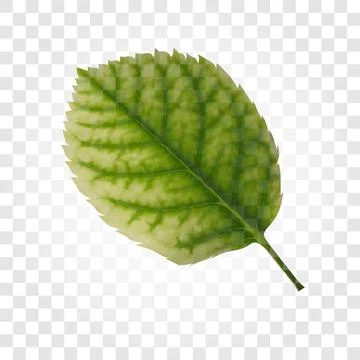 Isolated green color leaf vector logo. Abstract spring symbol. Simple flat Stock Illustration