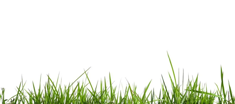 Isolated green grass with clipping paths on white background Stock Photos