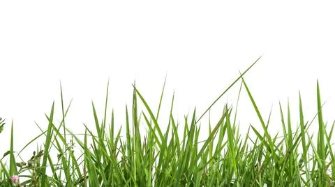 Isolated green grass with clipping paths on white background Stock Photos
