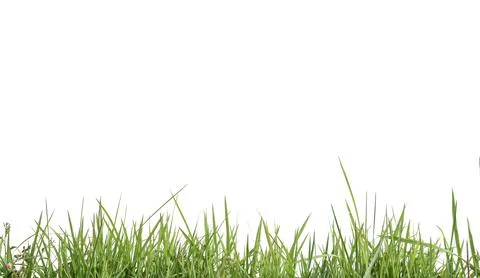 Isolated green grass with clipping paths on white background Stock Photos