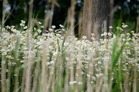  Isolated green grass pattern and white flowers background. Background wil... Stock Photos