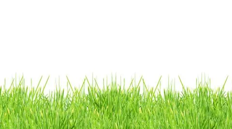 Isolated green grass Stock Photos