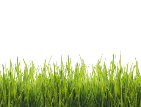 Isolated green grass Fotos de archivo