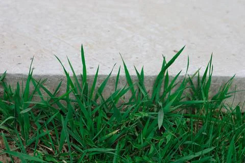 Isolated green grass on a white background Foto stock