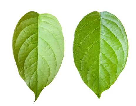 Isolated green leaf with clipping paths perfect for design work eco themed .. Stock Photos