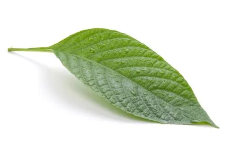 Isolated green leaf 스톡 사진