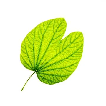 Isolated of green leaf Stock Photos