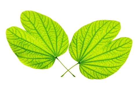 Isolated of green leaf Stock Photos