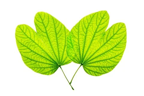 Isolated of green leaf Stock Photos