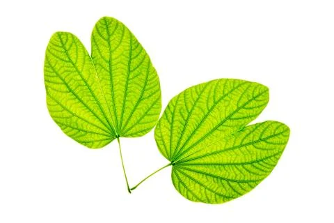 Isolated of green leaf Stock Photos