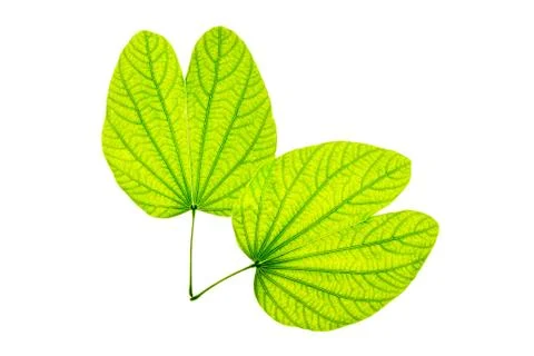 Isolated of green leaf Stock Photos