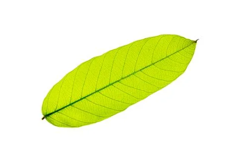 Isolated of green leaf Stock Photos