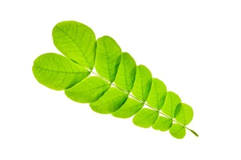 Isolated of green leaf Stock Photos