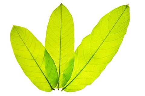Isolated of green leaf Stock Photos