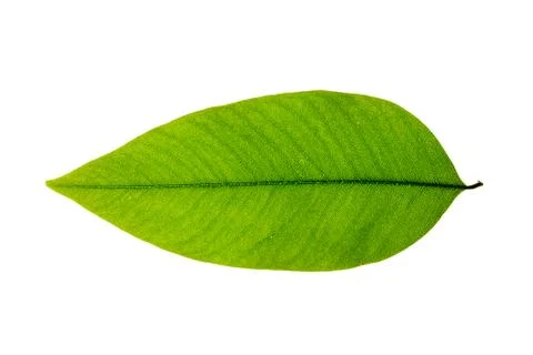 Isolated of green leaf Stock-Fotos
