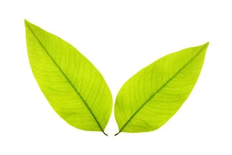 Isolated of green leaf Stock Photos