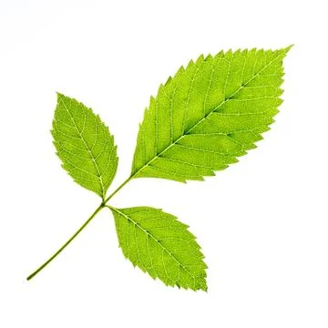 Isolated of green leaf Stock Photos