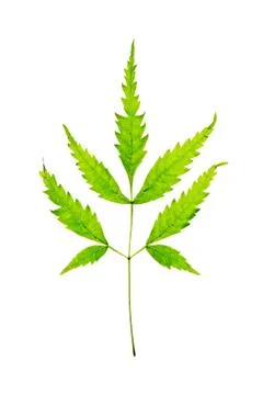 Isolated of green leaf Stock Photos