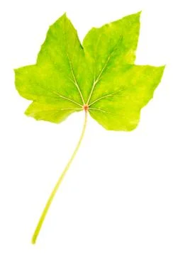 Isolated green leaf on a white background Stock Photos