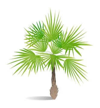 Isolated green palm. Stock Illustration
