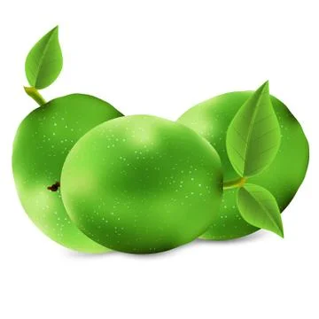 Isolated green walnut イラスト素材