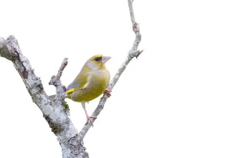 Isolated greenfinch on a tree Stock Photos