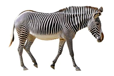 Isolated Grevy zebra Stock Photos