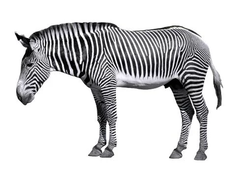 Isolated Grevy zebra Stock Photos