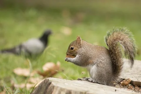 Isolated grey squirrel holding a nut Stock Photos