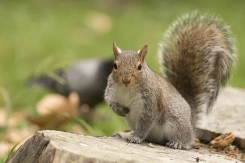 Isolated grey squirrel looking at you Stock Photos