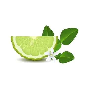 Isolated half of circle juicy green color bergamot with leaf, white flower an Stock Illustration