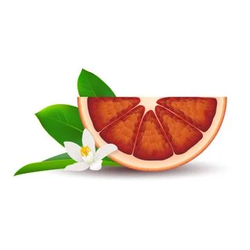 Isolated half of circle juicy red bloody orange with white flower, green leaf Stock Illustration