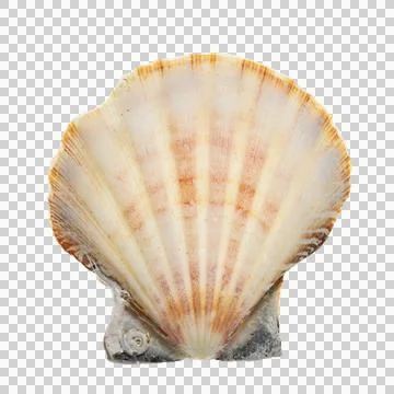 Isolated half seashell Stock Photos