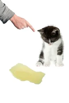 Isolated hand scold peeing cat 写真素材