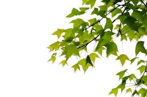 Isolated hanging leaf Stock Photos