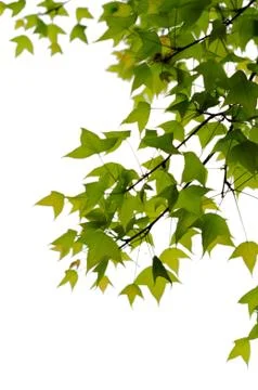 Isolated hanging leaf 스톡 사진