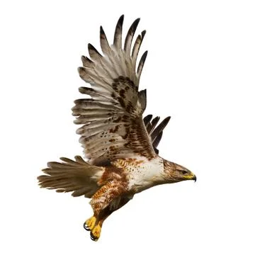 Isolated hawk in flight Stock Photos