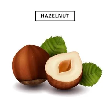Isolated hazelnut elements Stock Illustration