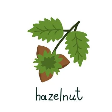 Isolated hazelnut illustration Stock Illustration